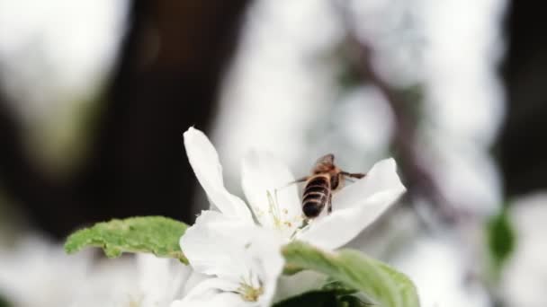 Uma Abelha Poliniza Flores Brancas Uma Macieira Livre — Vídeo de Stock