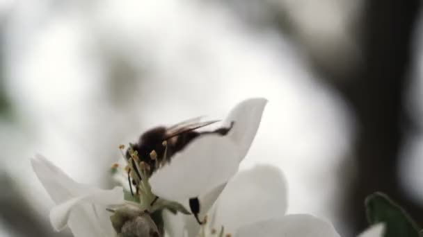 Una Abeja Poliniza Las Flores Blancas Manzano Aire Libre — Vídeos de Stock