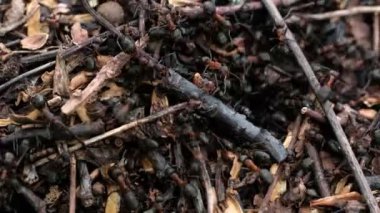 Birçok orman karıncaları bir karınca tepesi inşa etmek için çalışır. Yakın plan..