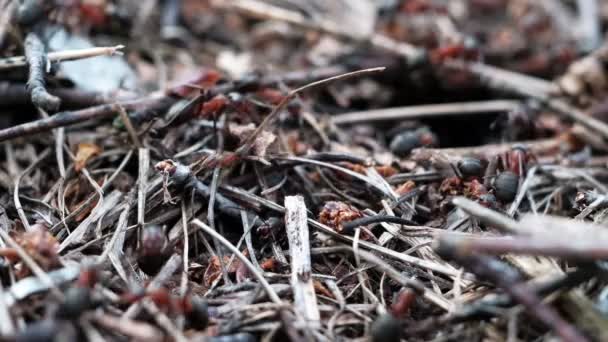 Many forest ants work to build an ant hill. Close-up. — Stock Video