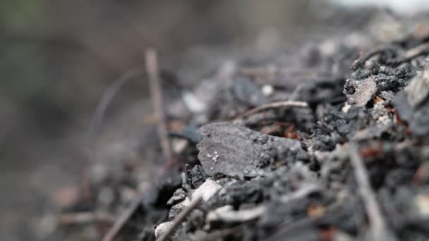 Veel bosmieren werken om een mierenheuvel te bouwen. Close-up. — Stockvideo