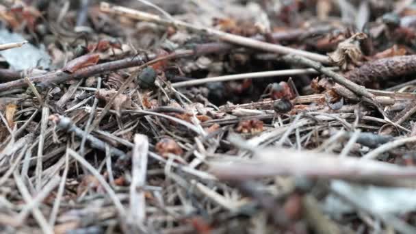 Muchas hormigas forestales trabajan para construir una colina de hormigas. Primer plano. — Vídeos de Stock