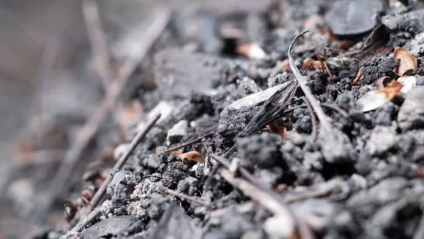 Veel bosmieren werken om een mierenheuvel te bouwen. Close-up. — Stockvideo