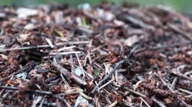 Birçok orman karıncaları bir karınca tepesi inşa etmek için çalışır. Yakın plan..