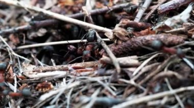 Birçok orman karıncaları bir karınca tepesi inşa etmek için çalışır. Yakın plan..