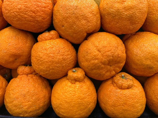 Närbild Sumo Citrus Apelsiner Korsning Ras Mellan Satsuma Och Mandarin — Stockfoto