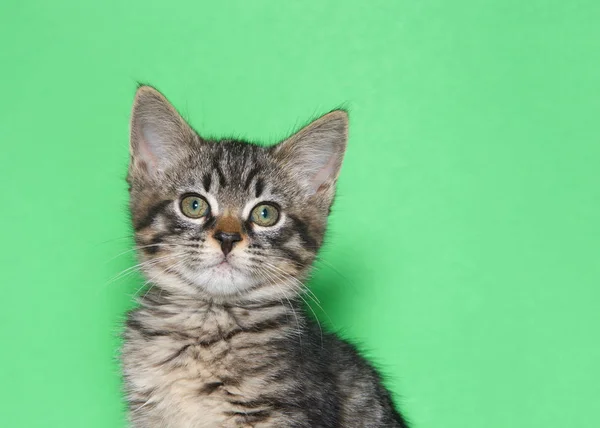 Porträt Eines Entzückenden Schwarz Grau Gestreiften Gestromten Kätzchens Das Den — Stockfoto