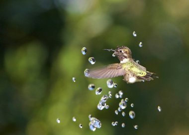 Anna's hummingbird playing in water fountain taking a bath, water shooting straight up with trees in background. clipart