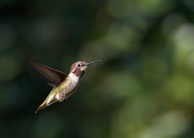 Anna 'nın uçan sinekkuşu, çeşmede oynadıktan sonra ıslanıyor, banyo yapıyor, arka planda ağaçlar var..