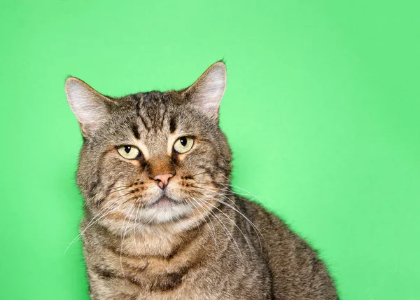 Retrato Gato Gordito Gris Marrón Mirando Espectador Fondo Verde Con — Foto de Stock