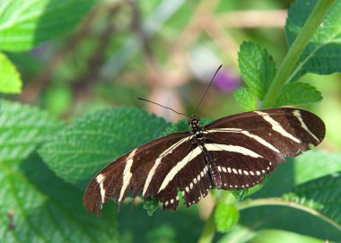 Heliconius charithonia, Nymphalidae familyasından Heliconiinae familyasından bir kelebek türü. Kanatları tamamen açık yeşil bir yaprağın üzerinde.