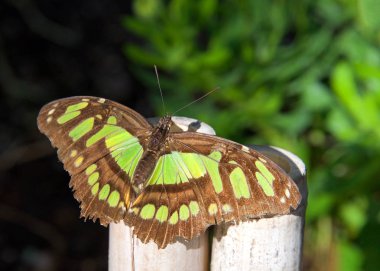 yeşil ve kahverengi kelebek, Siproeta kutsallığı, veya Malachite Neotropikal kelebeği, bir bahçedeki bambu ahşap çitin üzerinde