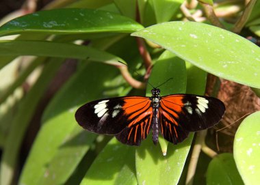 Postacı kelebeği (