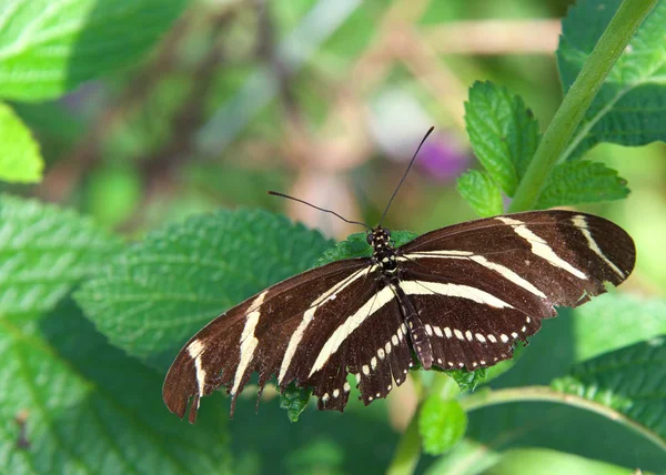 Heliconius Charithonia Una Especie Mariposa Perteneciente Subfamilia Heliconiinae Familia Nymphalidae —  Fotos de Stock