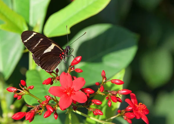 ロングウィング Sara Longwing メキシコからアマゾン川流域やブラジル南部で見られる色鮮やかな種のネオトロピカル ヘリコイド蝶である プロフィールビューに赤花 — ストック写真