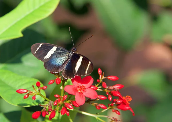 ロングウィング Sara Longwing メキシコからアマゾン川流域やブラジル南部で見られる色鮮やかな種のネオトロピカル ヘリコイド蝶である 赤い花から蜜を飲む — ストック写真