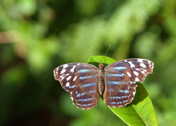 メキシカン ブルーイング メキシコ語 Myscelia Ethusa ニンファルス科の蝶の一種である 緑の葉の上に座り 翼は自然のままの状態で完全に拡張されます — ストック写真