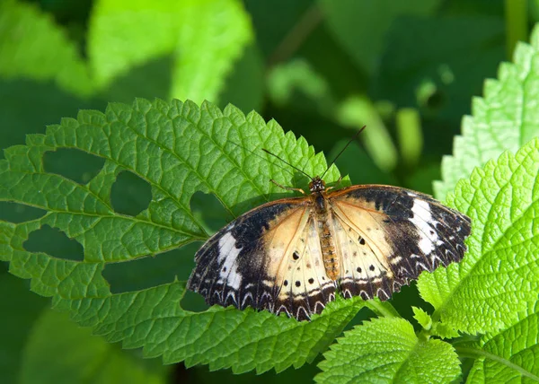 Bir Leopar Dantel Kanatlı Kelebek Cethosia Siyane Yeşil Sarmaşıkta Kanatları — Stok fotoğraf