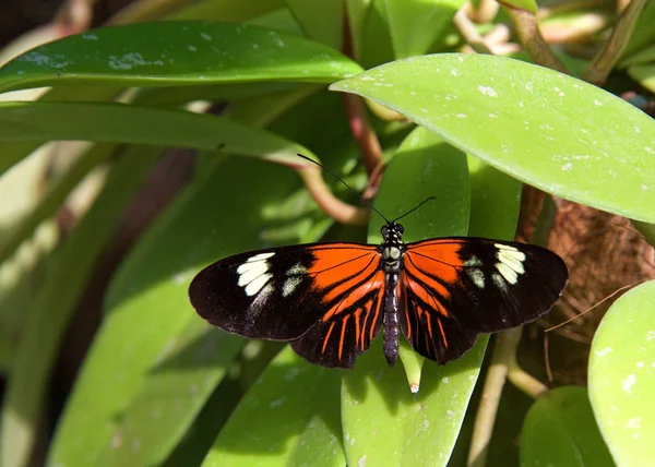 ポストマン蝶 一般的な郵便配達人 または単に郵便配達人であるHeliconius Melpomeneは メキシコと中央アメリカ中で見られる明るい色の蝶です 緑の葉の翼の上に座って開く — ストック写真
