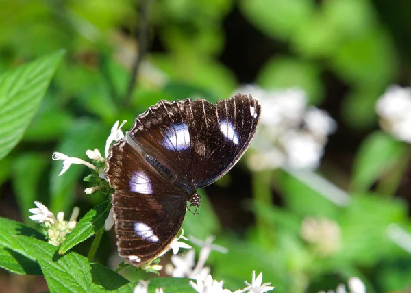 青い白い蝶 オスのヒポリミナスボリーナ 偉大なまたは一般的な卵のフライ 白いデイジーの花に蜜を飲む — ストック写真