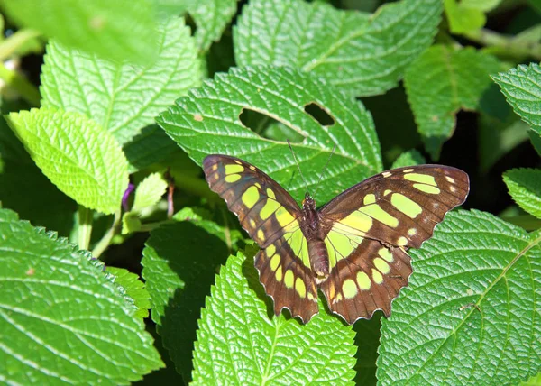 Mariposa Verde Marrón Estatura Siproeta Mariposa Neotropical Malaquita Sobre Hojas —  Fotos de Stock