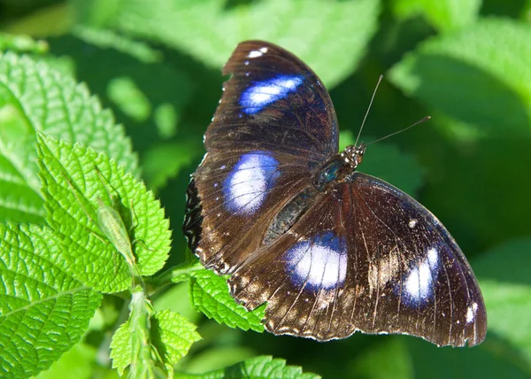 青い白い蝶 ヒポリムナス ボリーナ 偉大なまたは一般的な卵のフライは 彼の後ろの葉に小さな虫がブレンドされた活気のある緑の葉に オス蝶 — ストック写真