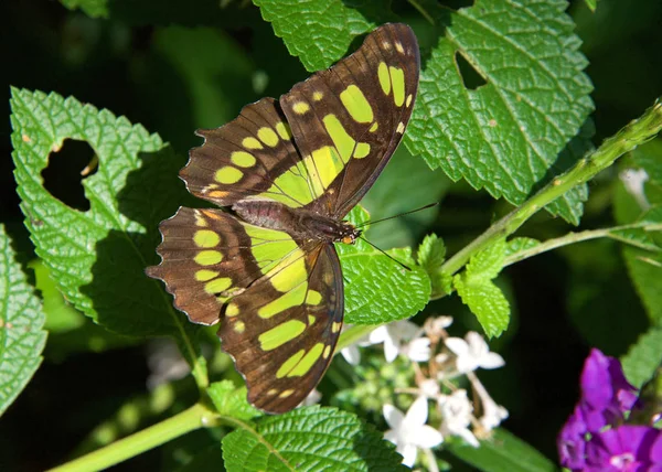 Mariposa Verde Marrón Estatura Siproeta Mariposa Neotropical Malaquita Hojas Verdes —  Fotos de Stock