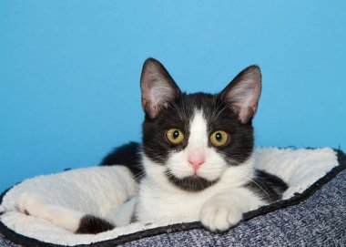 Siyah-beyaz, sarı gözlü, koyu mavi yatakta yatan keçi yavrusu. İçinde koyun derisi olan kedi yavrusu dikkatli, meraklı bir ifadeyle izleyiciye tepeden bakıyor. Kopyalama alanı olan mavi arkaplan.