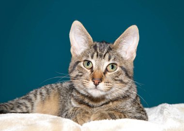 Kahverengi battaniyenin üzerine uzanmış siyah, sevimli bir tekir kedinin portresi doğrudan izleyiciye bakıyor, koyu turkuaz arka plan. 