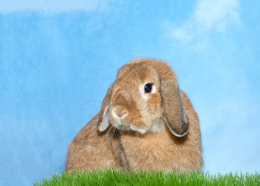 Brown lop eared bunny rabbit peaking over green grass, blue background sky with clouds.