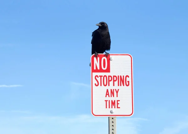 Jeden Havran Sedí Značce Stop Any Time Road Modrá Obloha — Stock fotografie