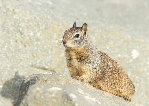 Ground Squirrel Laying Rock Paws Holding Rock Looking Right Ground — 图库照片