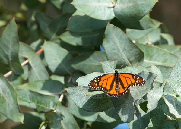 One Monarch Butterfly Wings Open Resting Eucalyptus Tree — 图库照片
