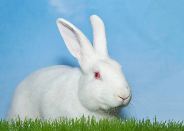 Conejo Blanco Albino Conejo Sentado Hierba Verde Mirando Los Espectadores —  Fotos de Stock