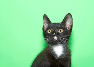 Close up portrait of an adorable black and white kitten with green eyes looking up and to viewers left. Light mint green background with copy space.