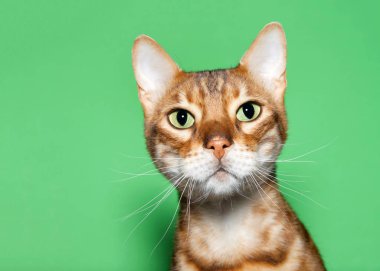 Close up portrait of an adorable orange and brown Bengal cat looking at viewer with curious expression. Green background with copy space.