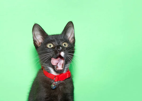 Close Portrait Adorable Black Kitten Green Eyes Wearing Red Collar — 图库照片