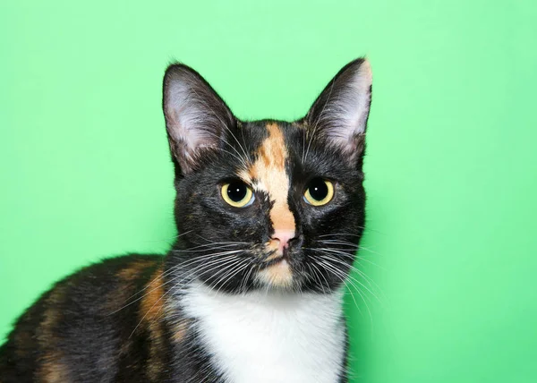 Portrét Rozkošného Tříbarevného Koťátka Které Dívá Přímo Diváky Zelené Pozadí — Stock fotografie