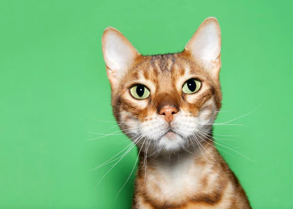 Cerca Retrato Adorable Gato Bengala Naranja Marrón Mirando Espectador Con — Foto de Stock