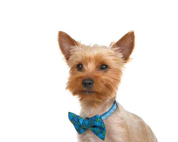 Ritratto Adorabile Yorkshire Terrier Che Indossa Generico Colletto Blu Con — Foto Stock