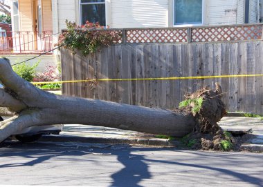 Large tree uprooted from sidewalk from high wind velocity. Laying across lanes of traffic, blocking the roadway. narrowly missing parked car on curb. clipart