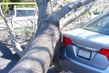Yerden koparılmış büyük bir ağaç, yüksek rüzgar hızından kopmuş kökler, yol kenarına park edilmiş dar bir kayıp araba. Elektrik hattı ağaç dallarında devrilmiş, yol boyunca uzanmış. Açığa çıktı.