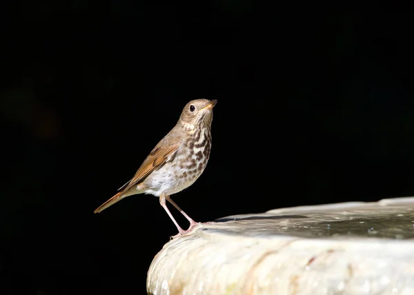 Eine Walddrossel Hylocichla Mustelina Ein Nordamerikanischer Passantenvogel Der Auf Der — Stockfoto