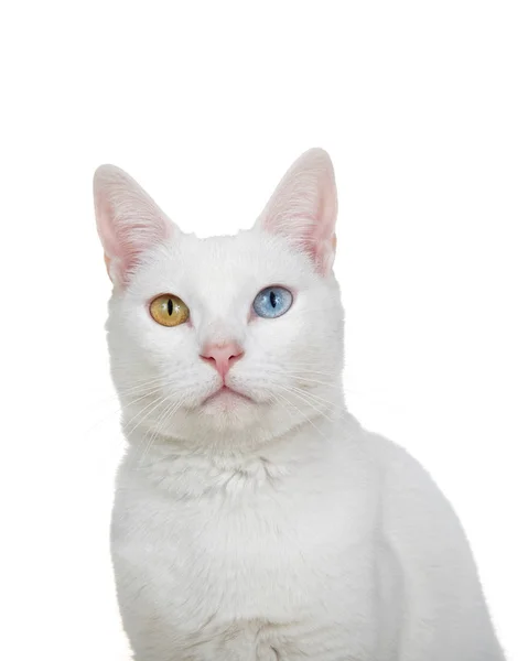 Close Portrait White Cat Heterochromia Odd Eyes Looking Directly Viewer Royalty Free Stock Images