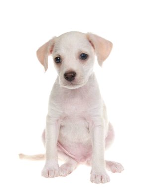 Beyaz arka planda izleyiciye bakan sevimli, küçük bir chihuahua laboratuvar köpeğinin portresi..