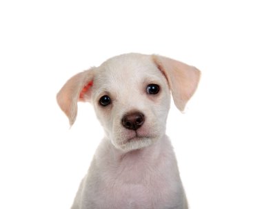 Beyaz arka planda izleyiciye bakan sevimli, küçük bir chihuahua laboratuvar köpeğinin portresi..