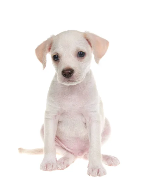 Portré Egy Imádnivaló Kis Chihuahua Labor Mix Kiskutya Szemben Néző — Stock Fotó