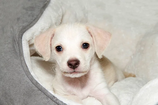 Αξιολάτρευτο Χρώμα Κρέμας Chihuahua Μείγμα Κουτάβι Που Ένα Κρεβάτι Κοιτάζοντας — Φωτογραφία Αρχείου