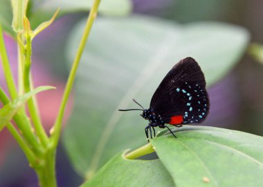 Eumaeus atala, Atala ya da Rakun saçı, Lycaenidae familyasından küçük renkli bir kelebek. Profil görünümü yeşil yaprak üzerinde duruyor.