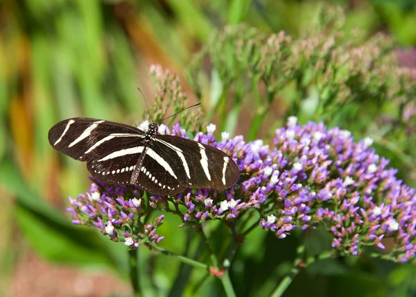 Heliconius Charithonia Der Zebra Langflügel Oder Zebra Schmetterling Der Nektar — Stockfoto